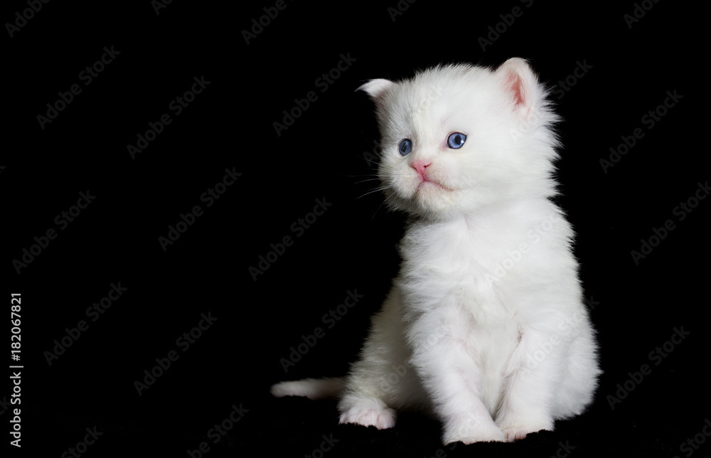 white kitten maine coon looks at a dark background