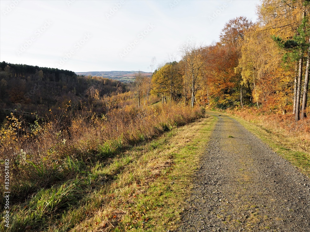 Track through trees with autumn foliage and a view of distant hills, Gibside, near Newcastle, UK