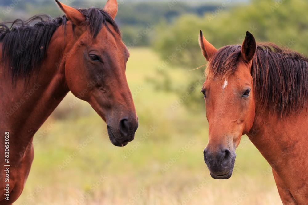 Filly and her colt Filly and her colt
