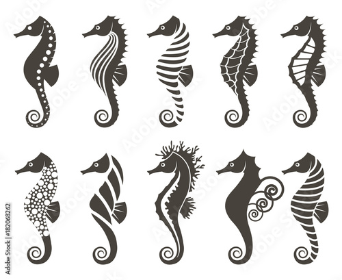 collection of seahorse on isolated white background