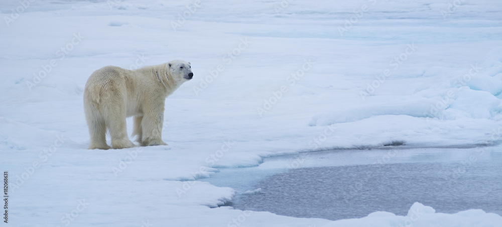 Panoramic of Polar Bear on ice flows north of Svalbard, Norway Panoramic of Polar Bear on ice flows north of Svalbard, Norway