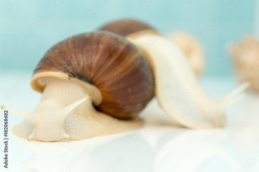 Giant snail Achatina is the largest land mollusk on Earth Giant snail Achatina is the largest land mollusk on Earth