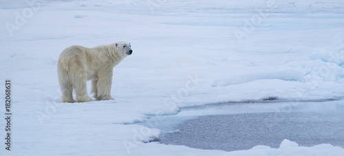 Panoramic of Polar Bear on ice flows north of Svalbard, Norway