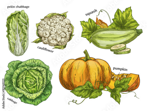 Sketch of napa cabbage, squash and cauliflower