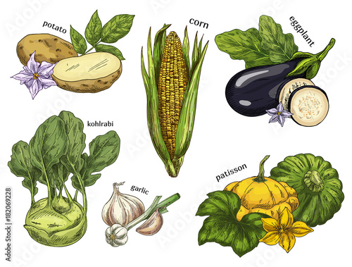 Sketch of corn and potato, kohlrabi and eggplant