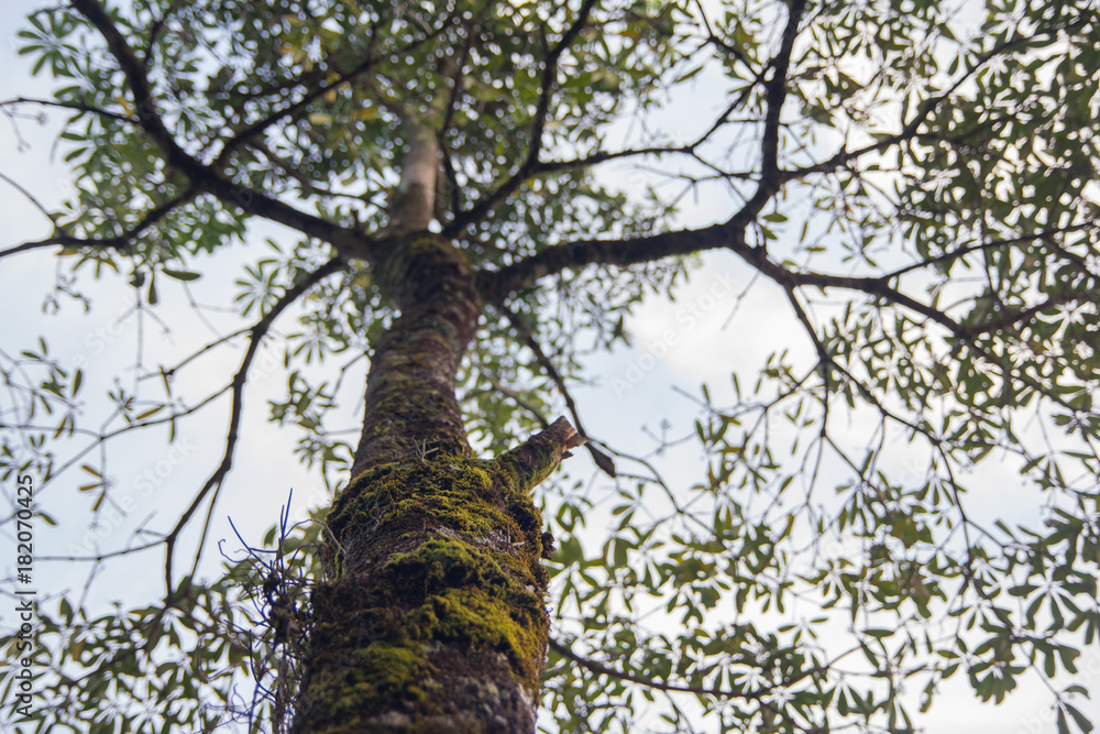 Fototapeta premium big tree with green mos