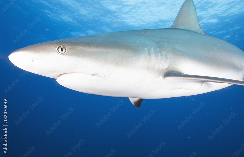 Fototapeta premium Silky Shark (Florida)