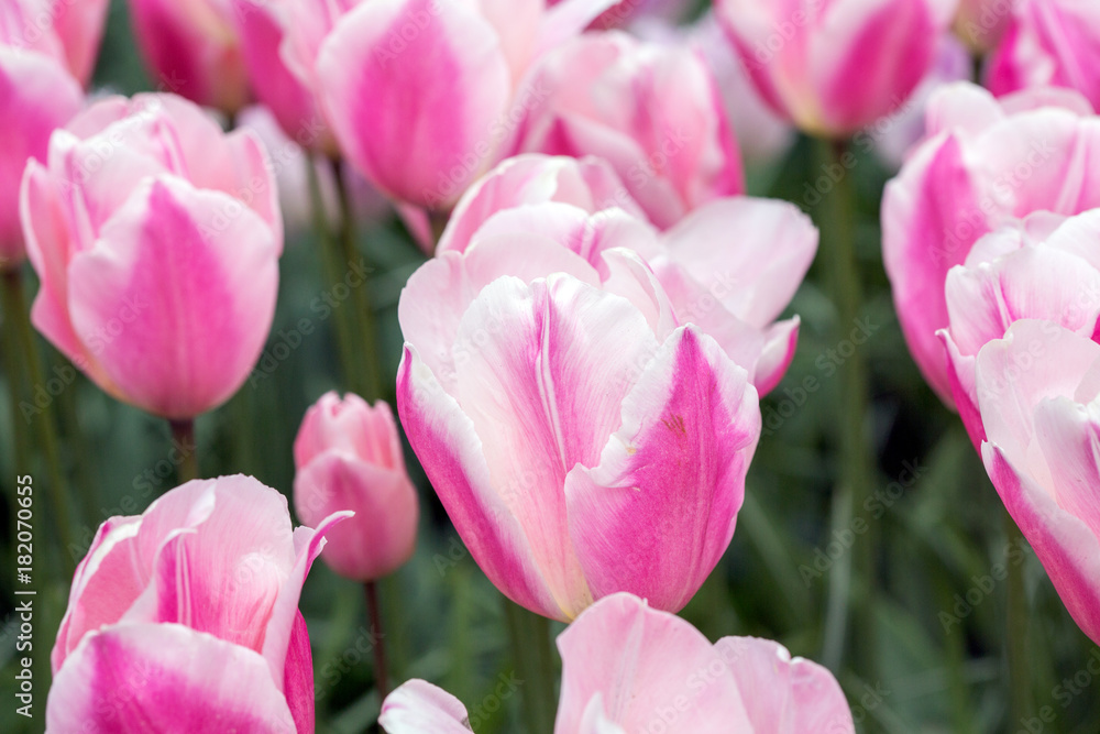 Obraz premium Pink tulip in the field