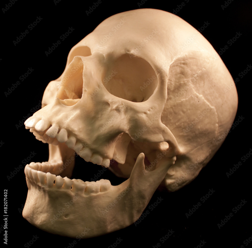 Skulls Skulls