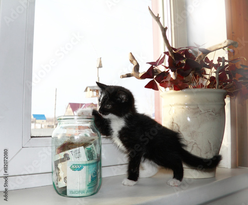 Kitten and money