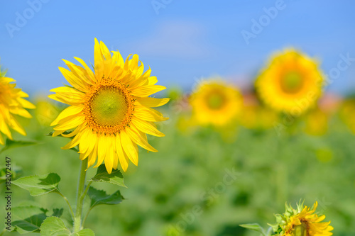 Full blooming sunflower in field.