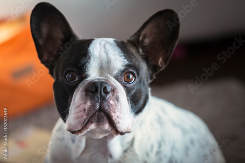 Adorable french bulldog at home