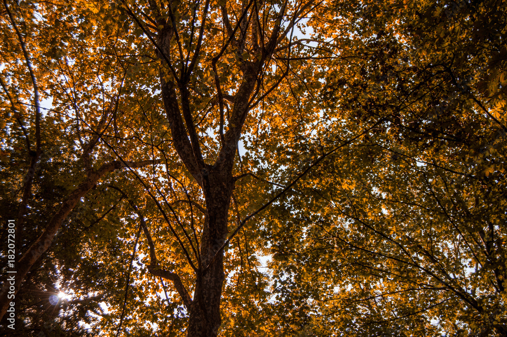Background of trees with autumn colors and dry leaves. Background of trees with autumn colors and dry leaves.