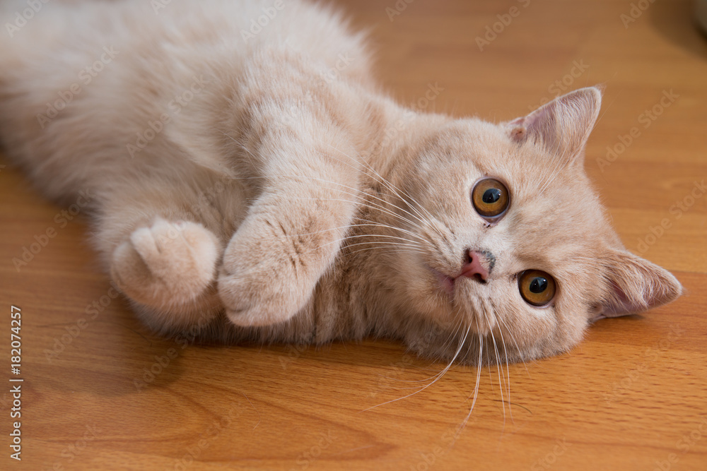 Close up of cute cat lying on wooden floor.