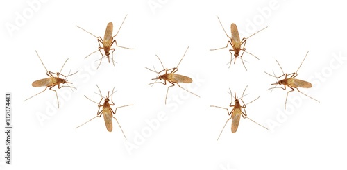 Mosquito on isolated white background