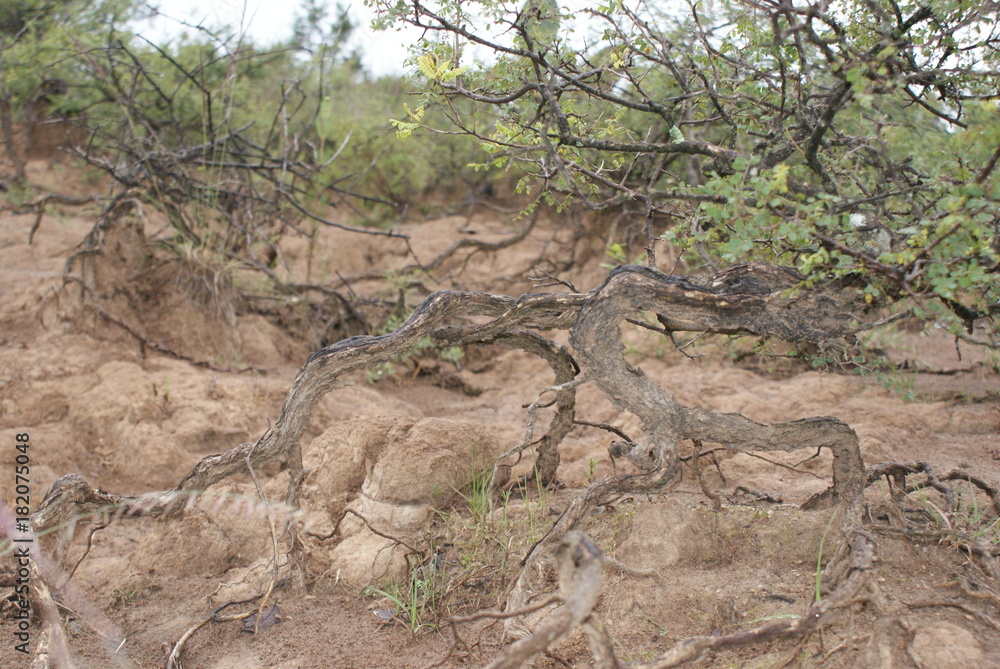 Obraz premium Desterrado