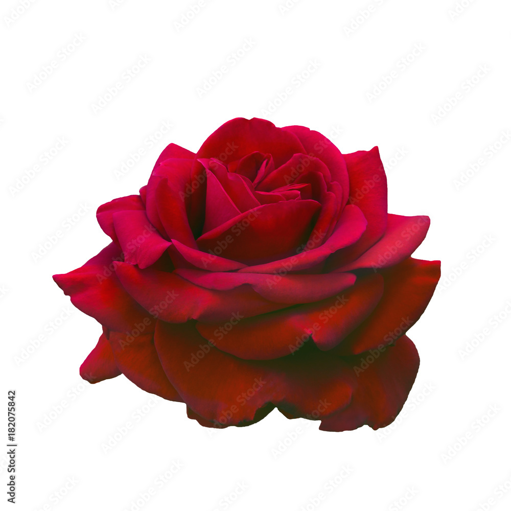 Dark red rose Dark red rose