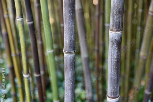 Bambous noirs et verts au jardin en   t  