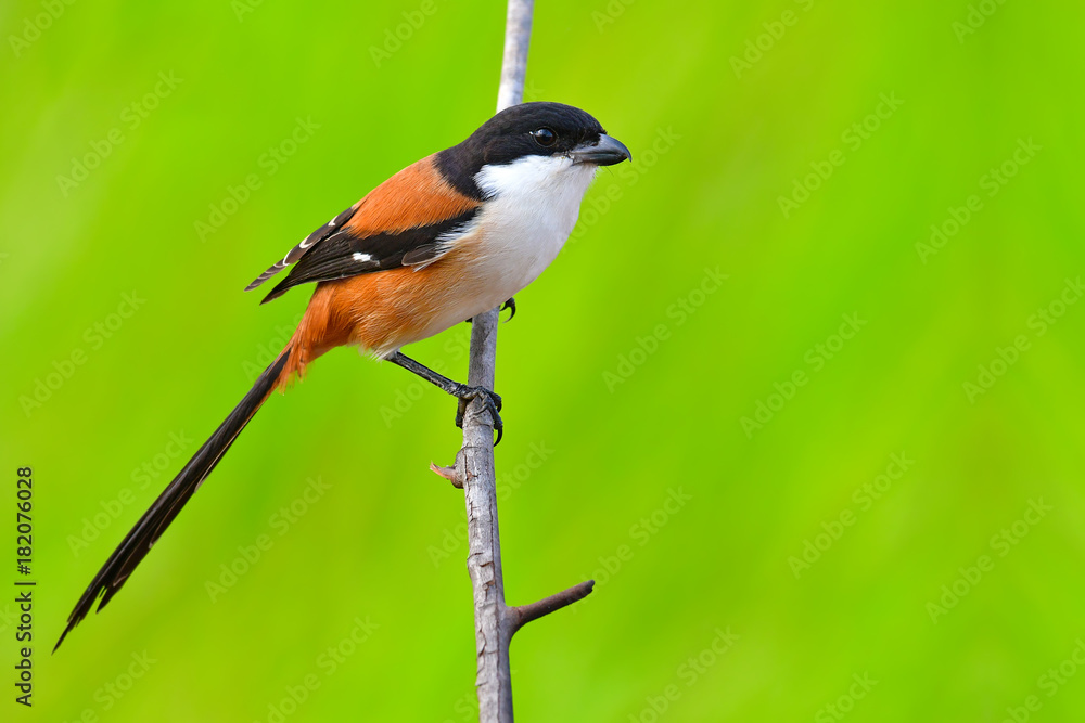 Obraz premium Long tailed Shrike Bird