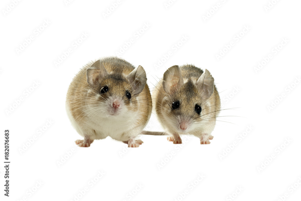 two cute isolated spiny mouses - thicker and thinner - looking at the frame two cute isolated spiny mouses - thicker and thinner - looking at the frame