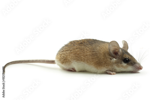 light yellow spiny mouse with a gray back on a white background lies sideways to the viewer © Evgeny