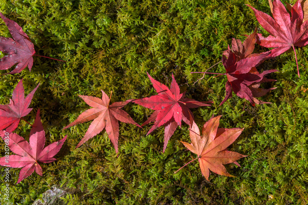 Japan, Kyoto Autumn beautiful maple tree with colorful autumn leaves Japan, Kyoto Autumn beautiful maple tree with colorful autumn leaves