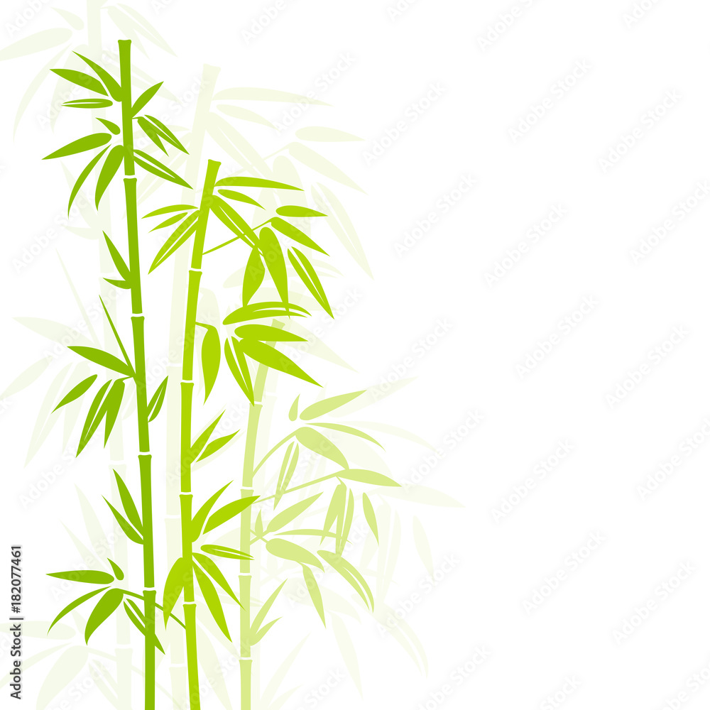 Fototapeta premium Bamboo Green Colors Shadow