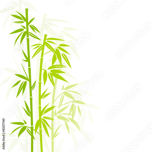 Fototapeta Naklejka Na Ścianę i Meble -  Bamboo Green Colors Shadow