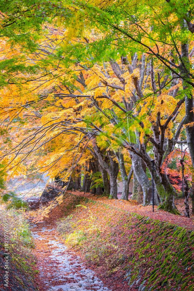 the beautiful autumn color of Japan maple leaves in Maple corridor (Momiji Kairo) at autumn season,Kawaguchiko, Fujiyoshida, Yamanashi, Japan the beautiful autumn color of Japan maple leaves in Maple corridor (Momiji Kairo) at autumn season,Kawaguchiko, Fujiyoshida, Yamanashi, Japan