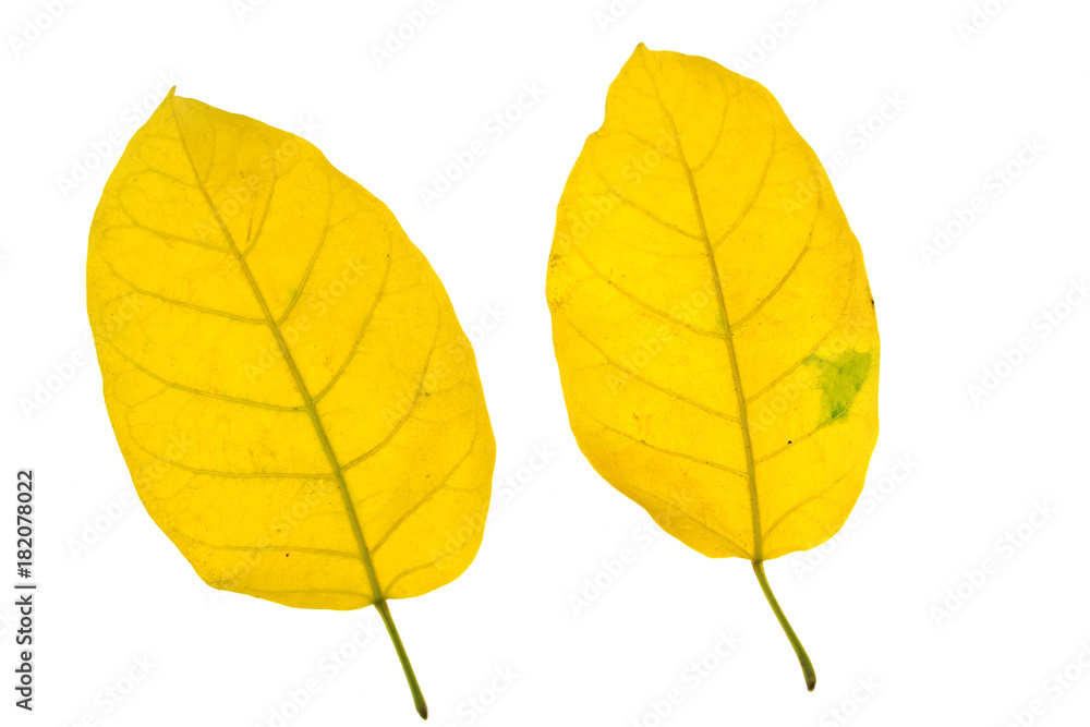 autumn yellow leaf isolated on white background autumn yellow leaf isolated on white background