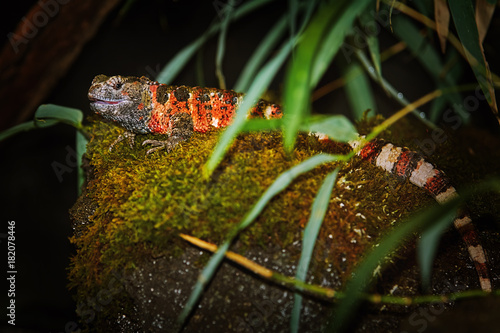 Chinese Crocodile Lizard (Shinisaurus Crocodilurus) photo