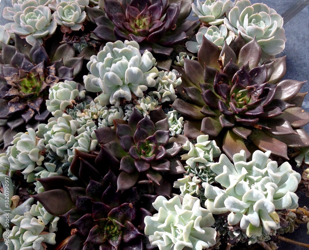 array of pale green and dark purple succulents array of pale green and dark purple succulents
