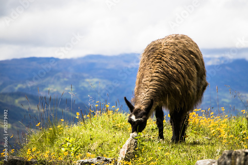 llama 
