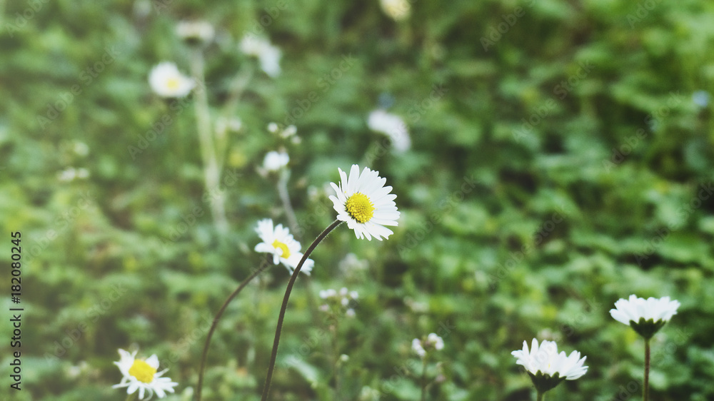 Natura incontaminata