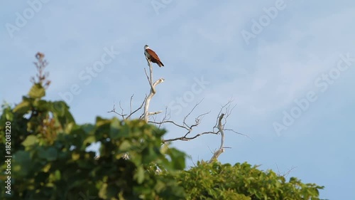 Sea eagle sit on branch on the topof tree. Phuket, Thailand. photo