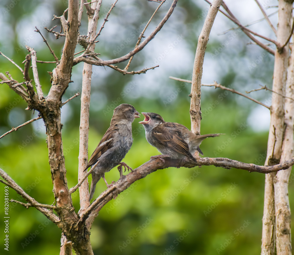 Baby sparrow being fed by parent. Baby sparrow being fed by parent.