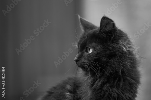 Chat en noir et blanc
 photo