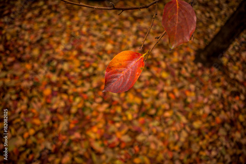 colori d'autunno