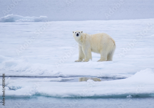 Polar Bear on Ice Flow near Svalbard, Norway © Guy Bryant