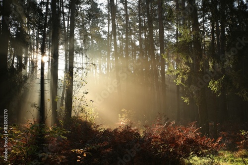 A foggy autumn coniferous forest in the morning