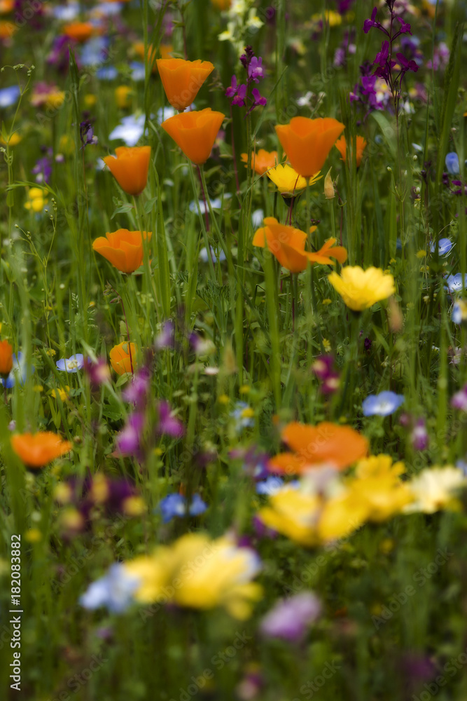 Fototapeta premium meadow