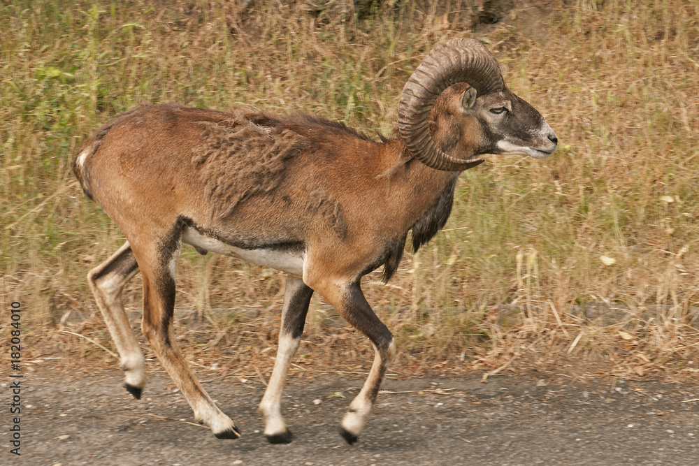 Mouflon