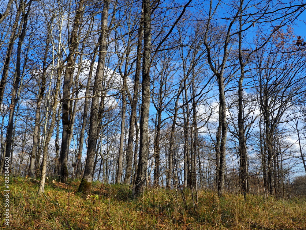 The blue sky eeps through the bare trees. The blue sky eeps through the bare trees.