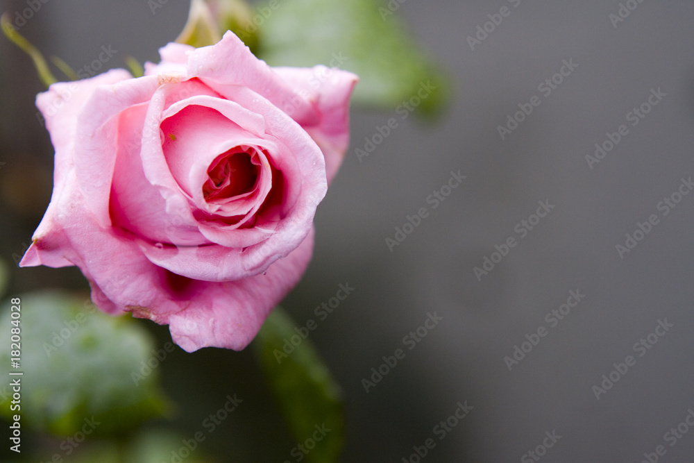 Fototapeta premium rosey