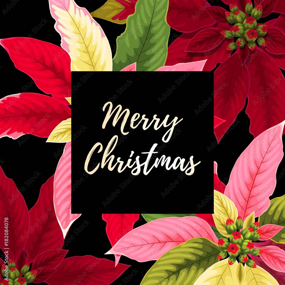 Christmas card with poinsettia Christmas card with poinsettia