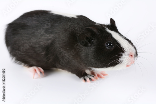 Portrait of cute guinea pig on white background