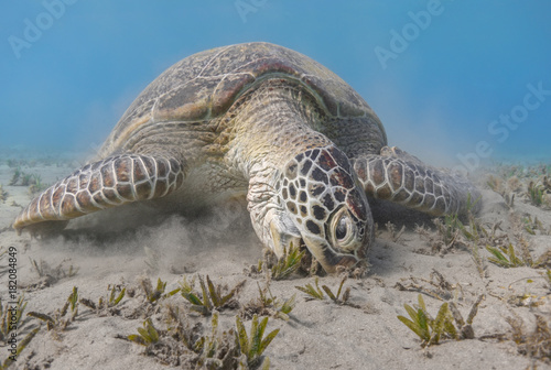 Green sea turtle feeding sea grass close up