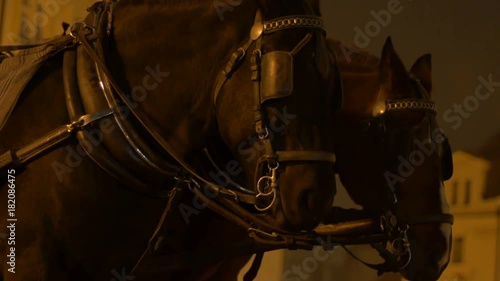 Standing night horses waitong on a coach. photo