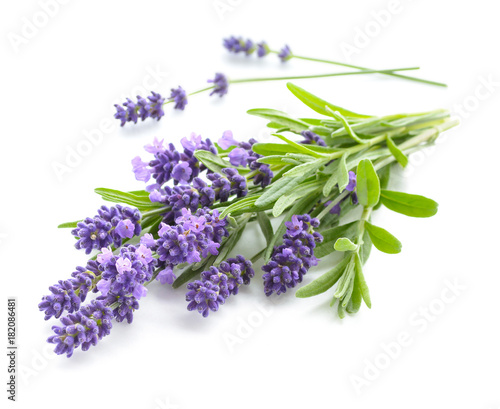 Lavender bunch on a white