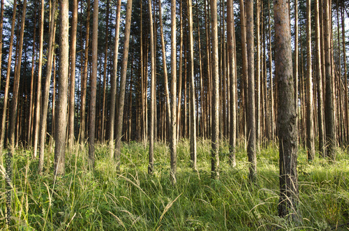 pine forest